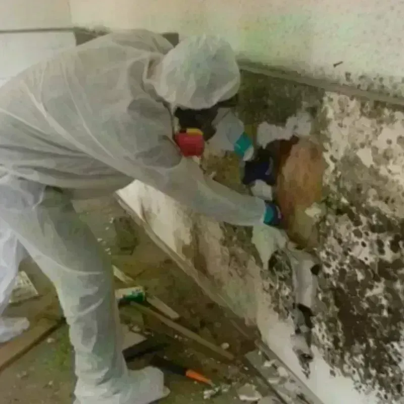 Mold Remediation and Removal in Peabody, MA